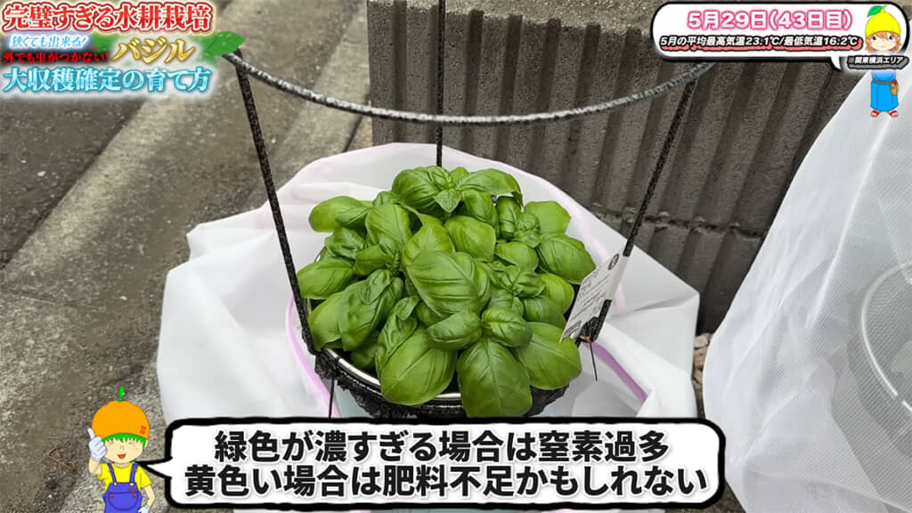 栽培43日目で初収穫を迎えました