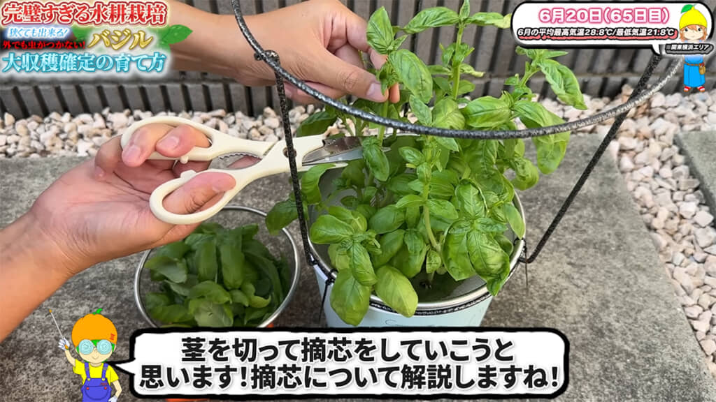 長期間収穫したい場合は摘芯をしましょう