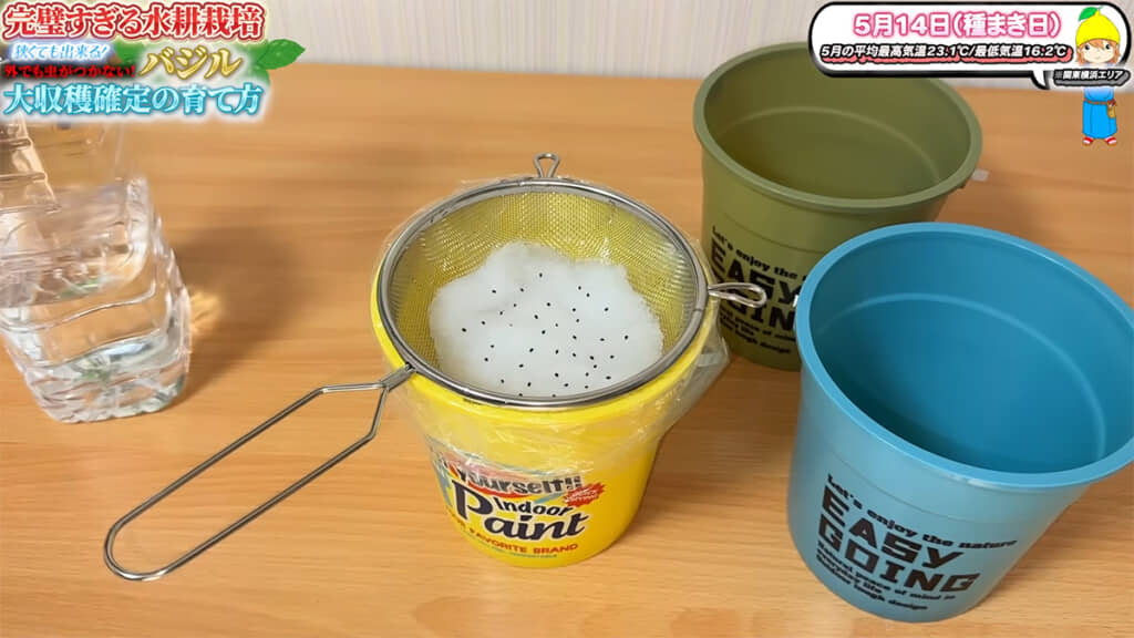 室内栽培はミニバケツで