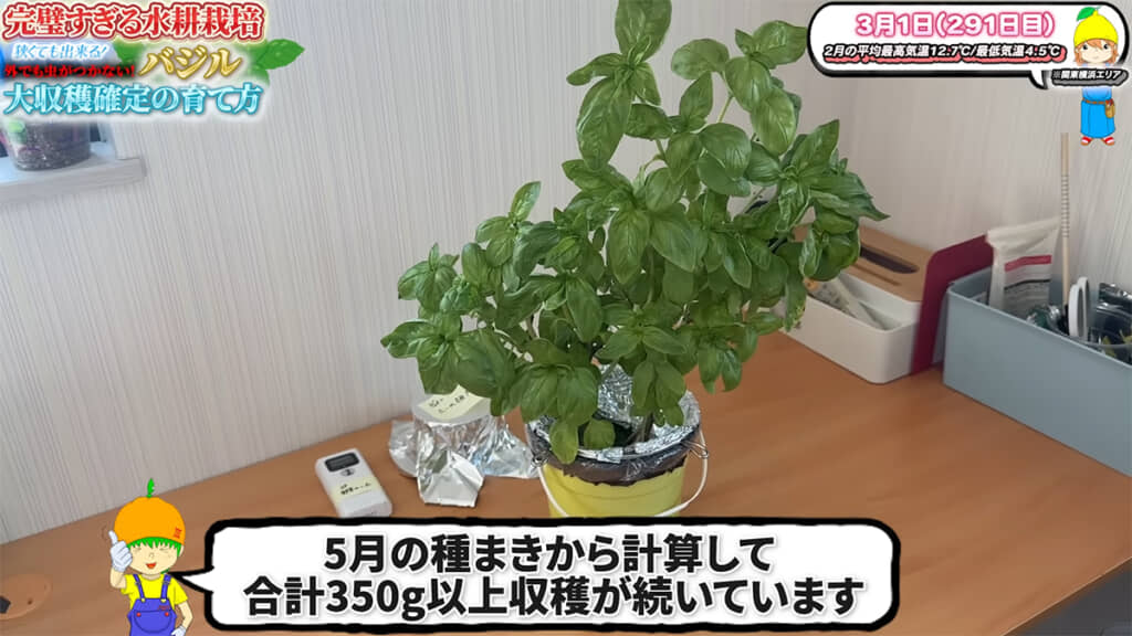 室内でも大量のバジルを収穫できています