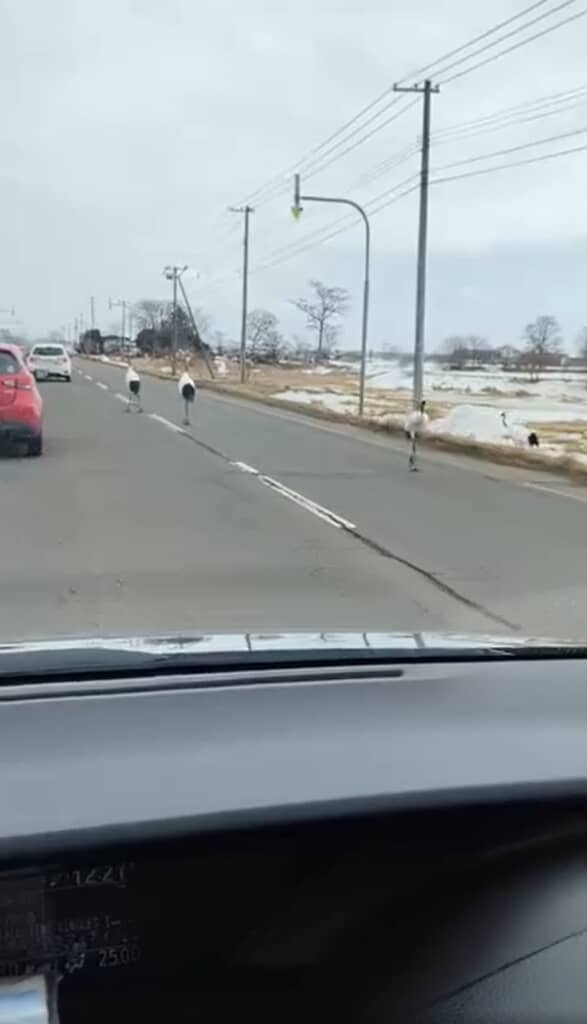 ドライブ中に現れたのは……