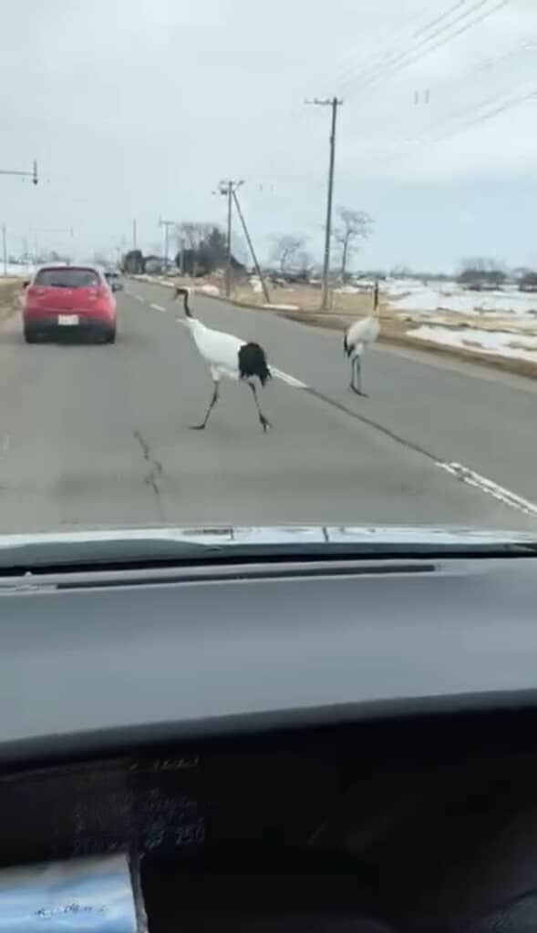 野生のタンチョウ！