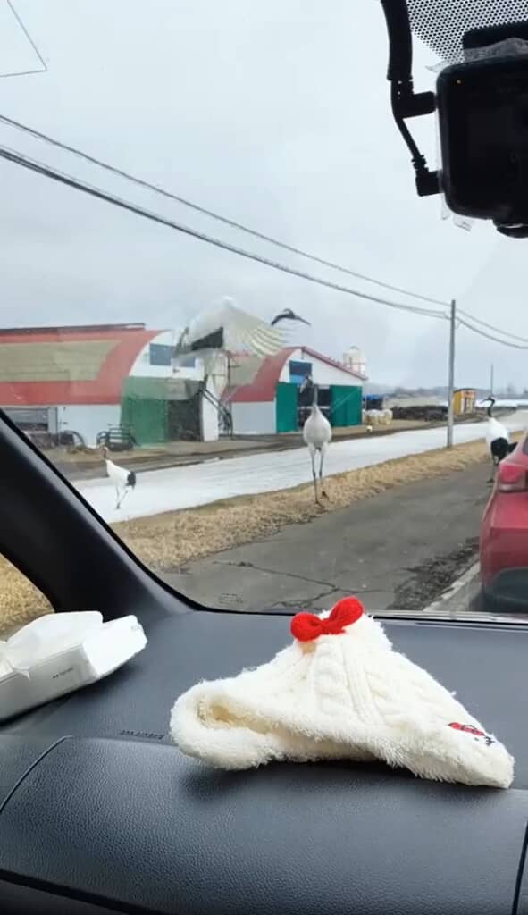 1羽が翼を広げて