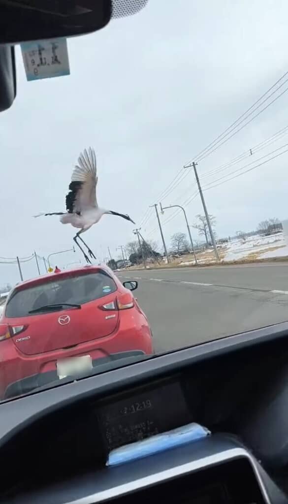悠々と車を飛び越えました