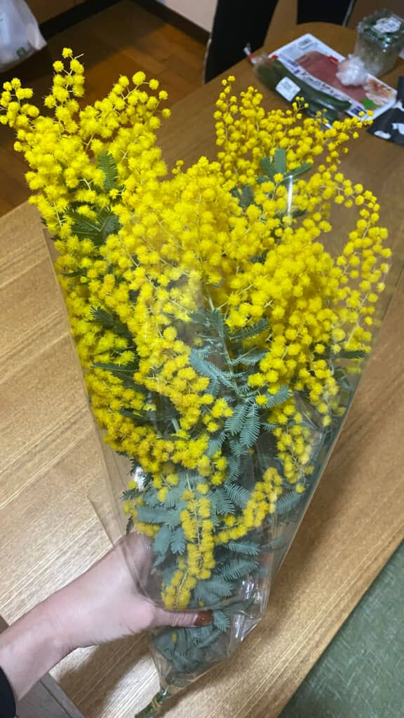 息子が買ったミモザ