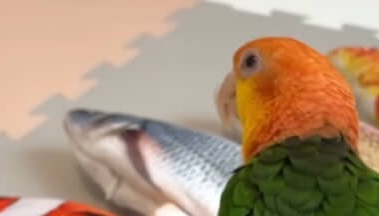 「悲しいご報告です」突然動かなくなった“魚”を見たインコが…… あまりにも予想外な光景に「こんな絵面見たことない」「切ないです」(1/3) | その他生き物 ねとらぼ