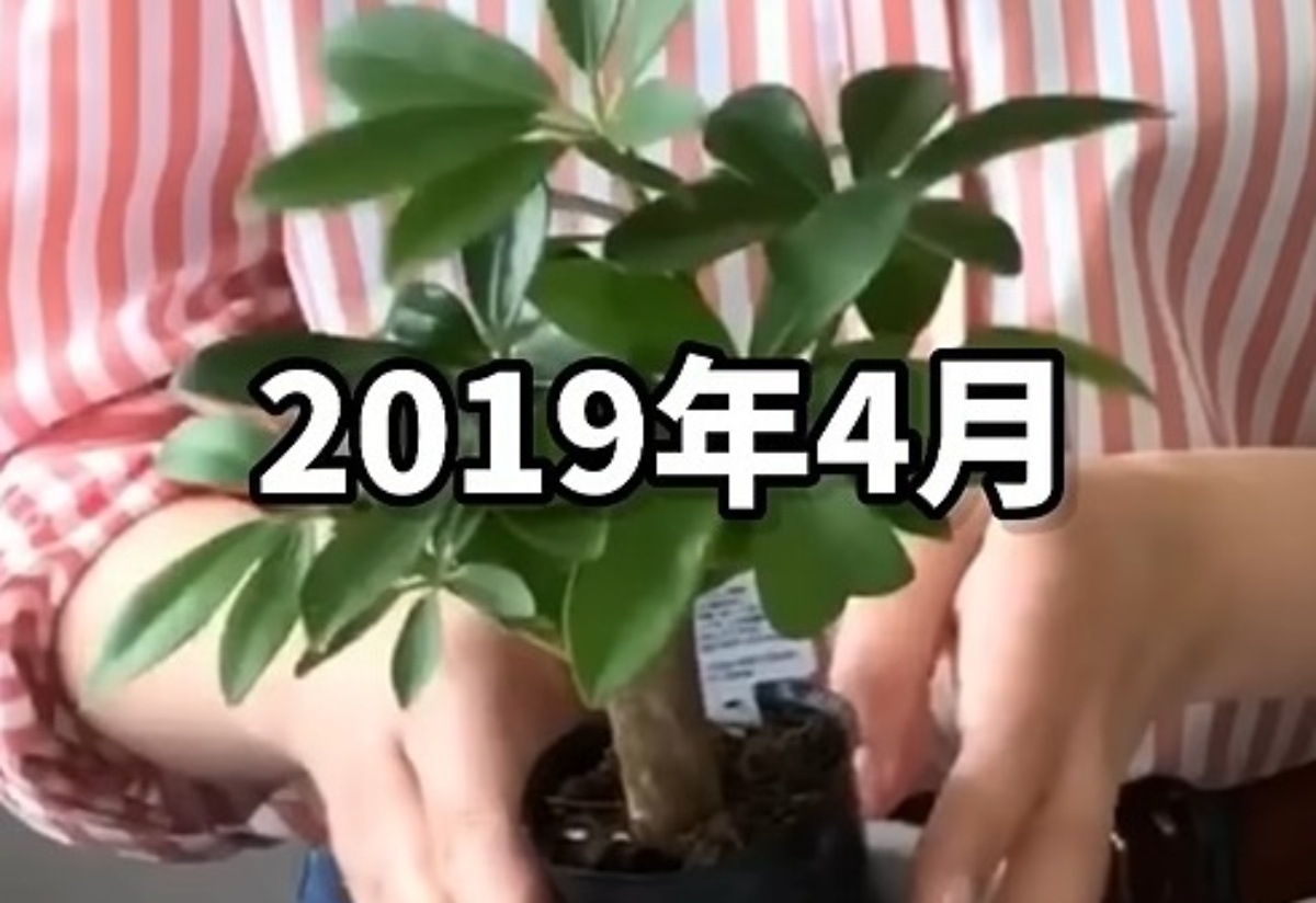 ダイソーで買った30センチの観葉植物が……　とんでもない“5年後の姿”に「庭に植えたら悲劇」「安易に買えない」（1/3） | ライフスタイル ねとらぼ