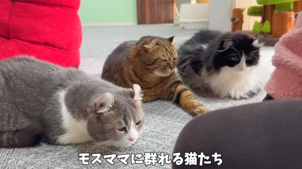 ママのことが大好きな猫たち