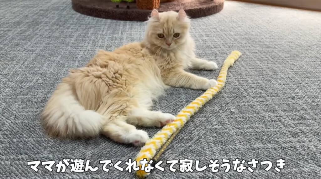 寂しそうなさつきちゃん