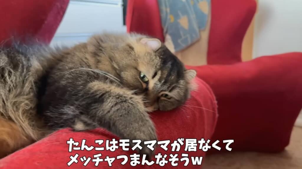 退屈そうなたんこちゃん