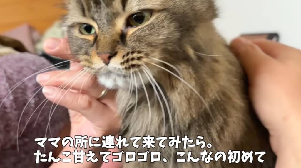 寂しい思いが爆発したたんこちゃん