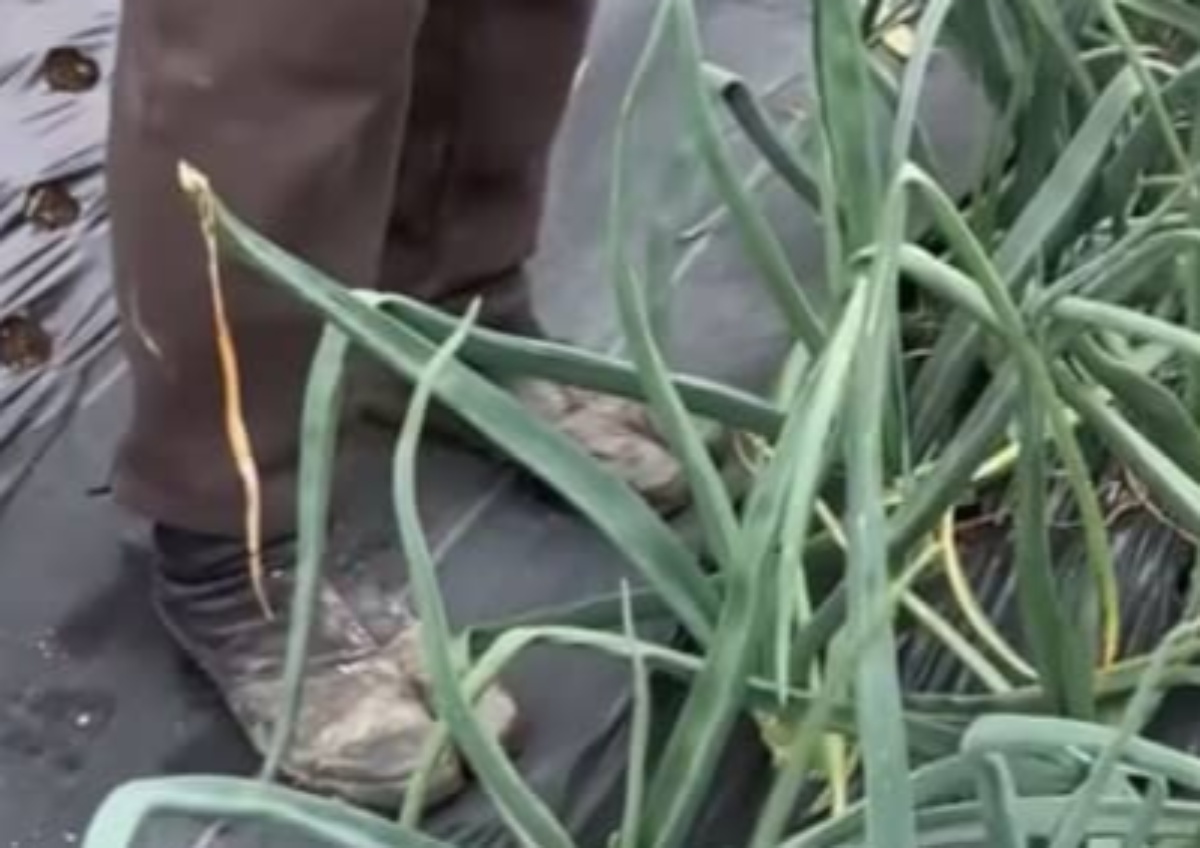 “1年中食べ放題”を目指して玉ねぎを育てると……「様子が違いすぎて絶句」 驚がくの栽培方法に反響(1/3) | ライフスタイル ねとらぼ