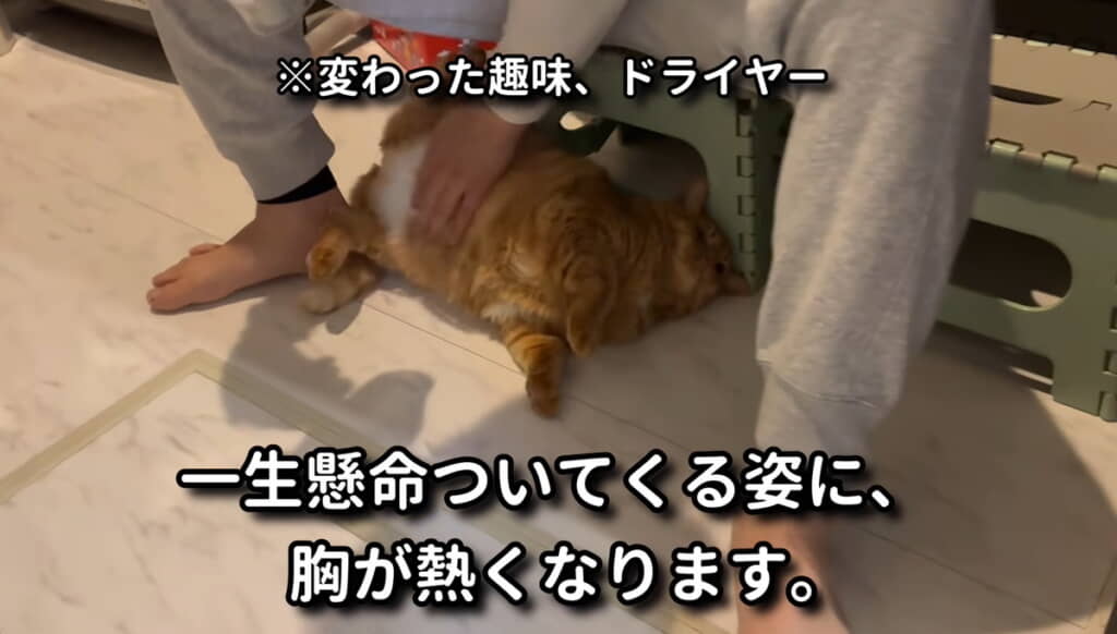 ドライヤーの風をかけてもらうのが趣味