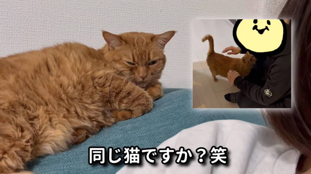 同じ猫ちゃんかなｗ