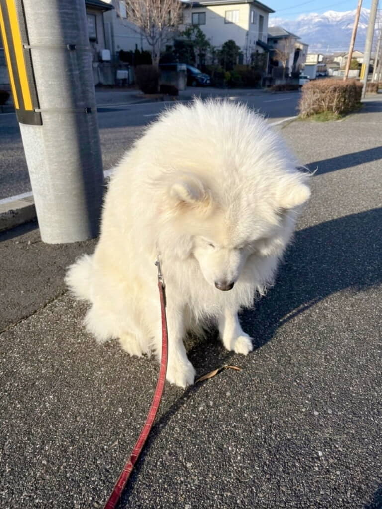 小さなワンコに吠えられてしまいこの表情