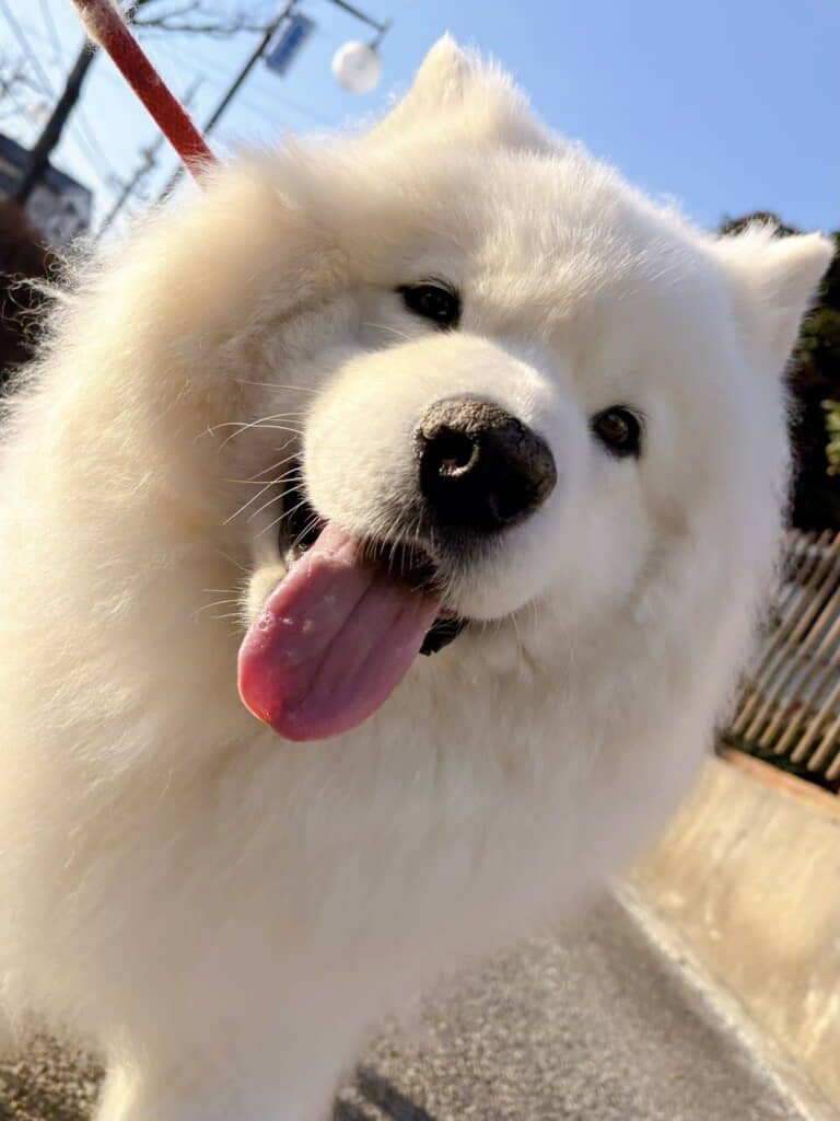 朝日に輝く笑顔がかわいすぎる