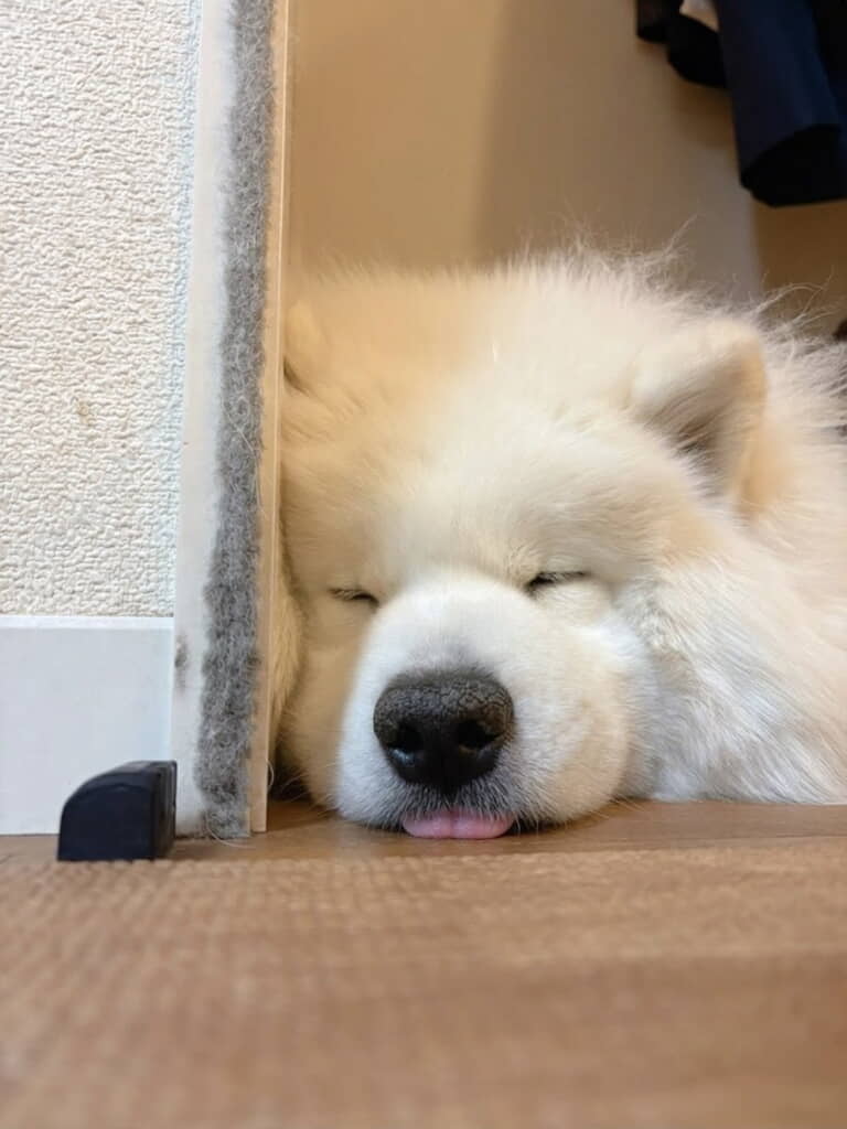 舌をしまい忘れちゃいました