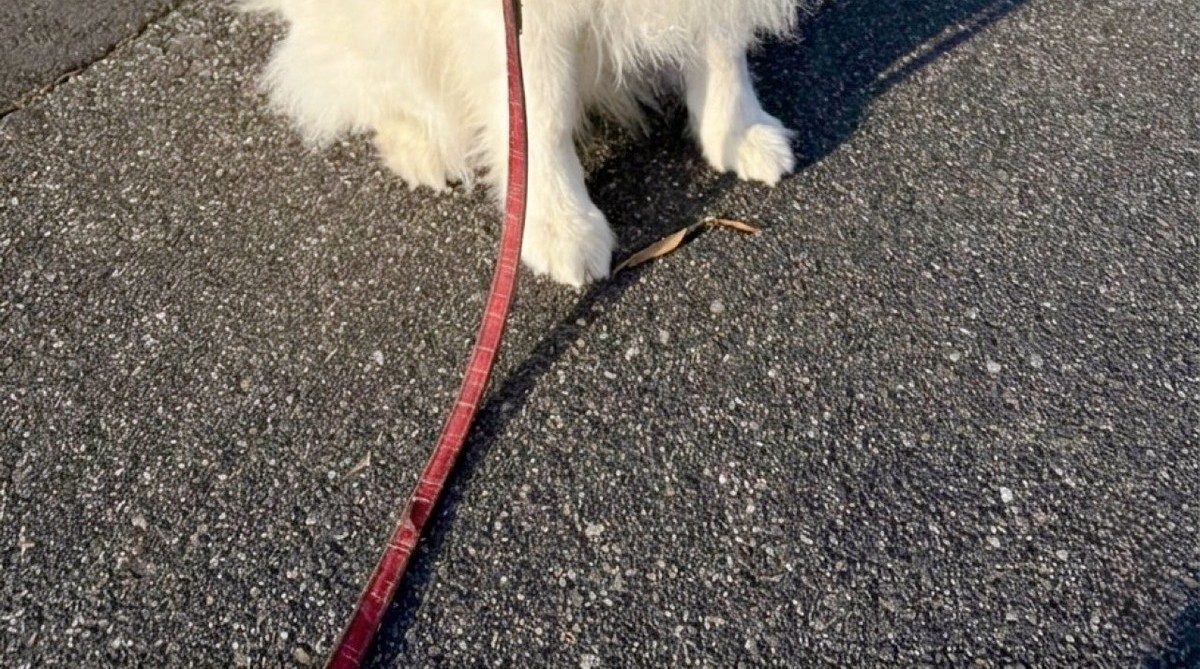 散歩中、小型犬にほえられたデカワンコ→ふと見ると……　感情ダダ漏れな姿に「元気だせよ」「わしゃわしゃ撫でてあげたいw」（1/3） | 犬 ねとらぼ