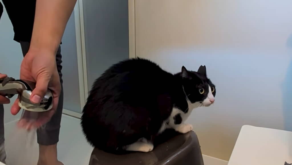 ハナちゃん、洗われ待ち