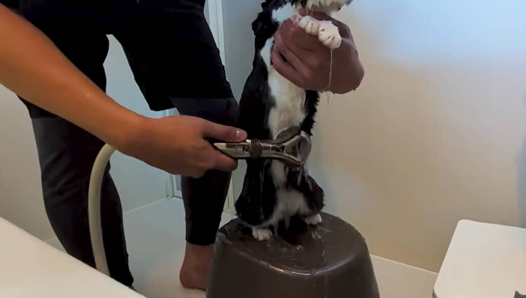 お腹もきれいに