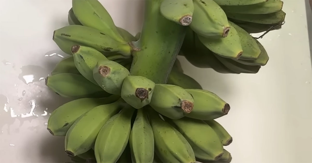 バナナそっくりの“巨大な実”→本物のバナナと一緒に袋に入れたら……　興味深い結末に「バナナの優秀さが分かります」（1/3） | グルメ ねとらぼ