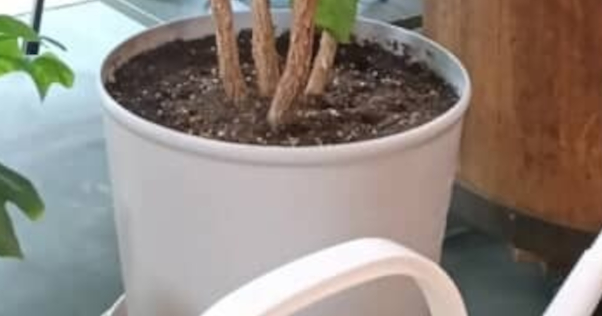 ダイソーで“コーヒーの木”を購入→約3年後……　「うわー」とんでもない姿に「夢がある」「きっと居心地良い環境なんだろうなぁ」（1/3） | ライフスタイル ねとらぼ
