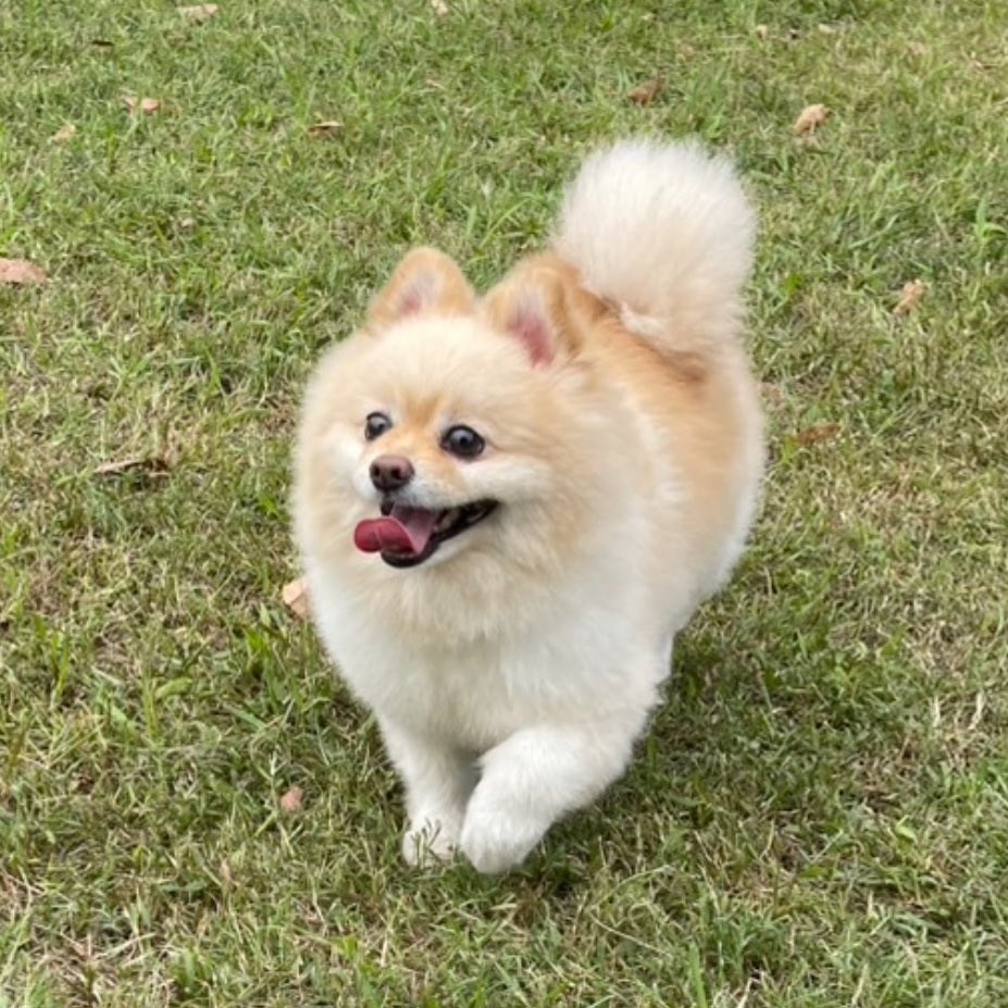 飼い主さんを追いかけるときはダッシュ