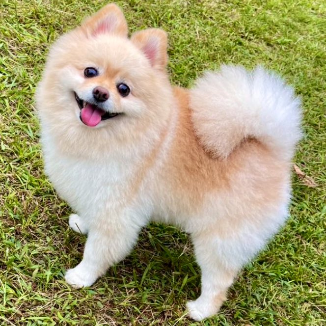 ノックアウト必至の笑顔