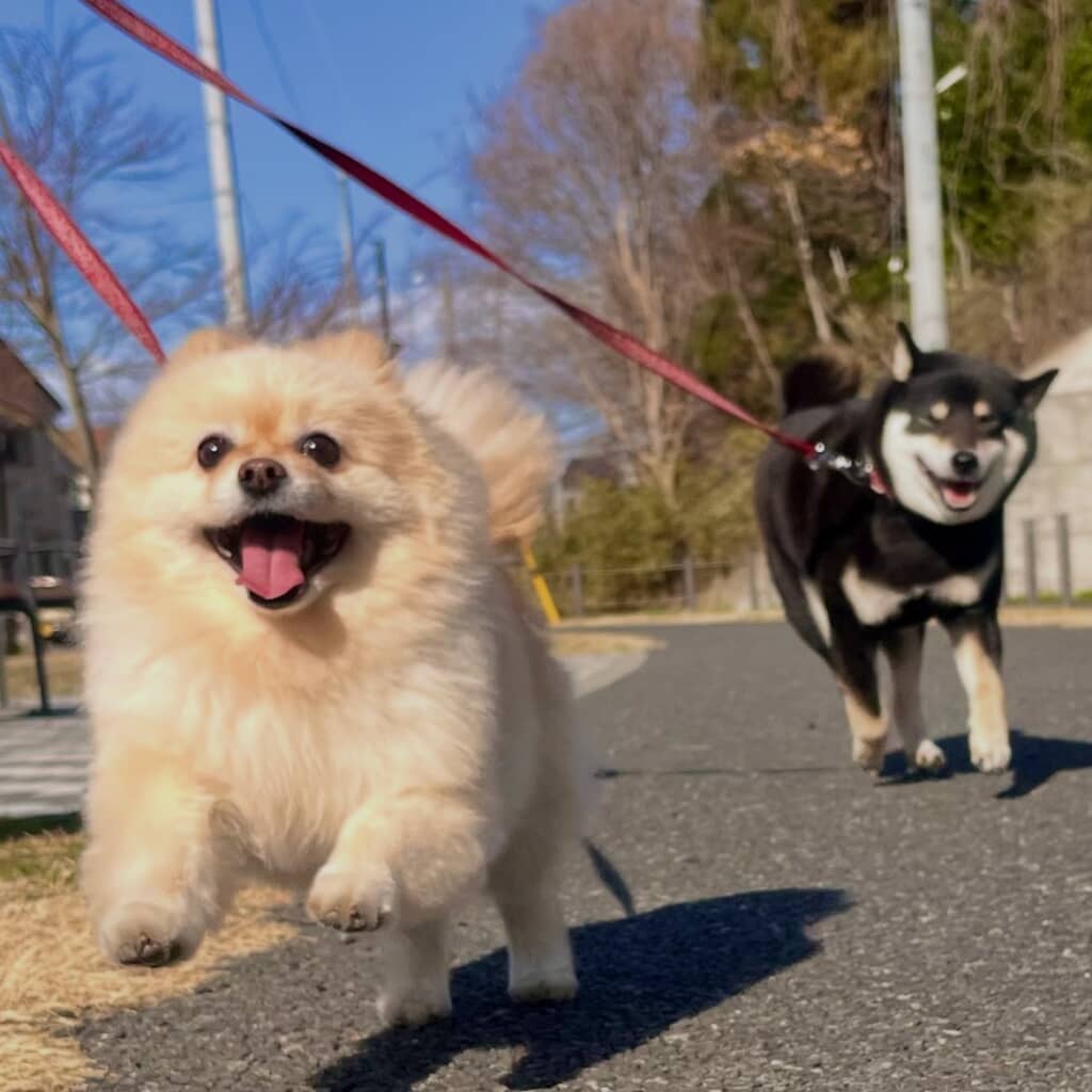 虎徹くんとお散歩楽しいね！