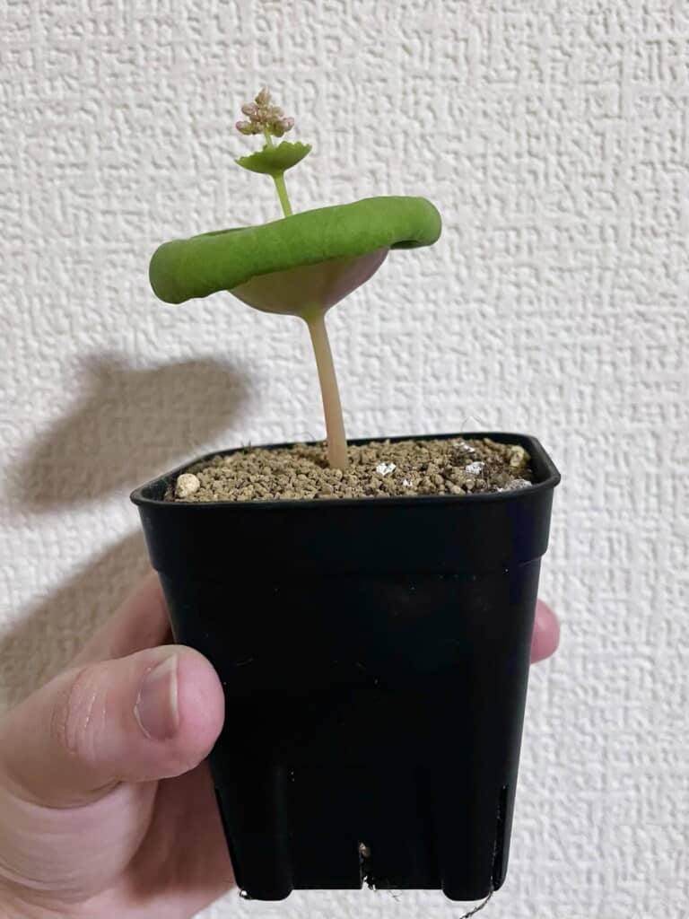 購入したクラッスラ・ウンベラ