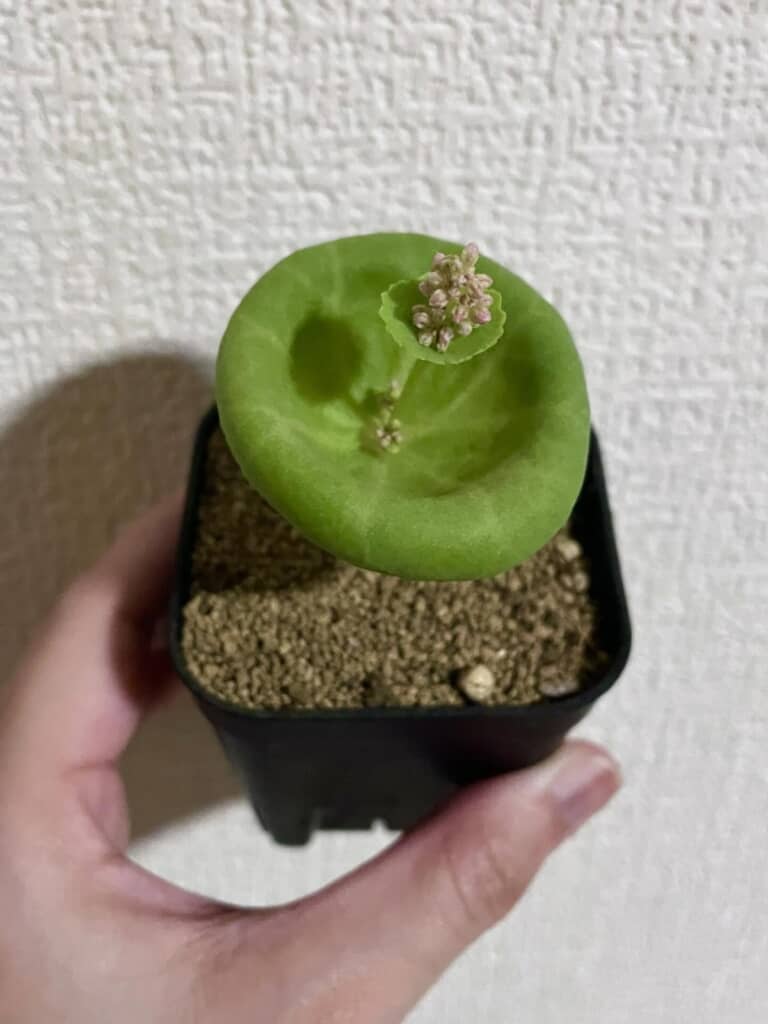 仲から株が伸びている