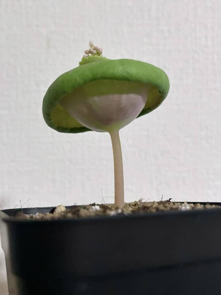 ぷっくりした形がキュート