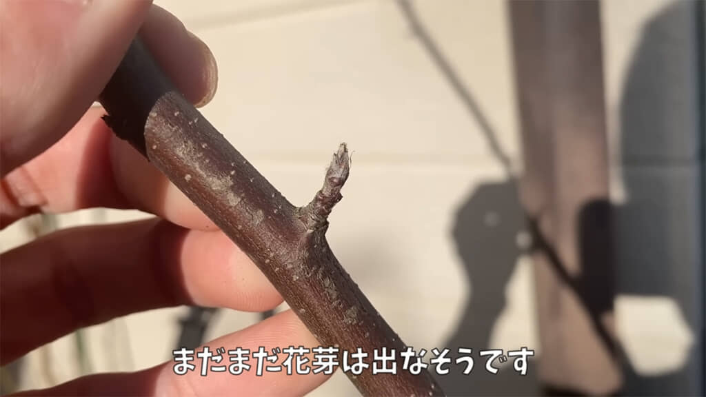 リンゴの花が咲く日が待ち遠しいですね