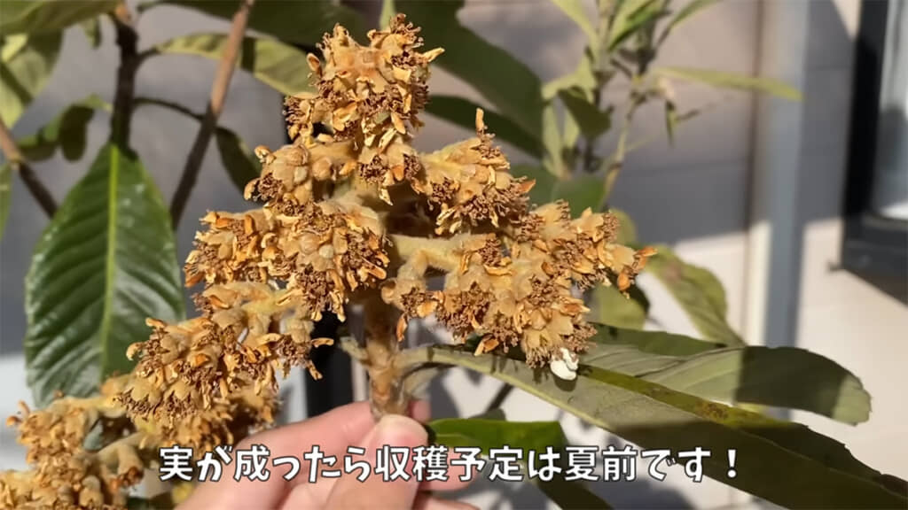 ビワは収穫間近かもしれません