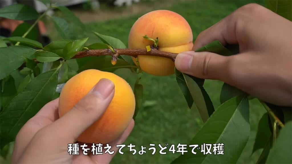桃は植えてから4年で収穫できました