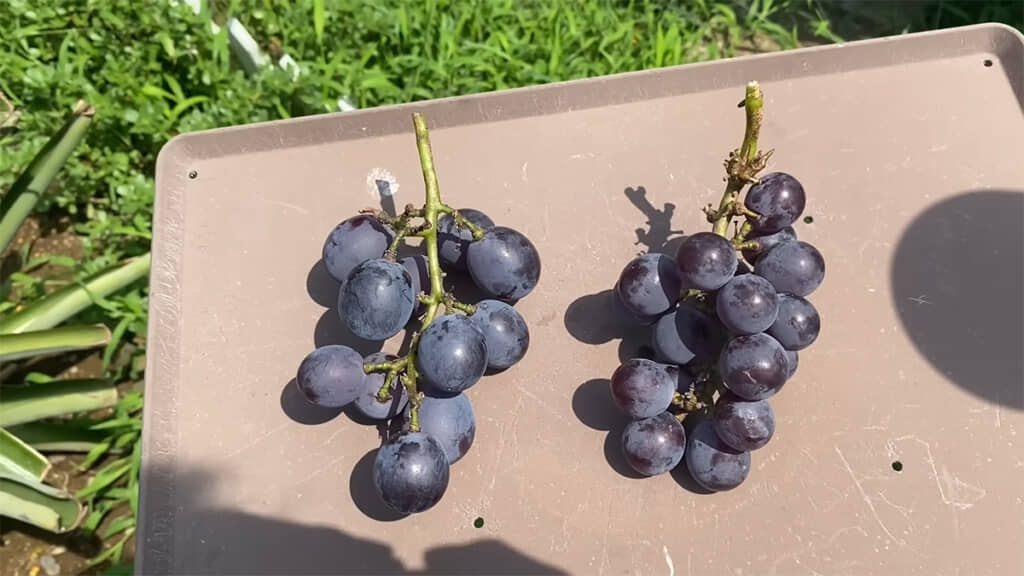 ブドウは5年で収穫の時を迎えました