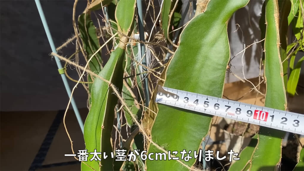 ドラゴンフルーツも収穫間近かも……？