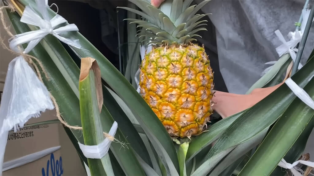 3年半で立派なパイナップルがなりました