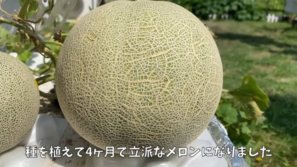 売り物と遜色ない、立派なメロンです
