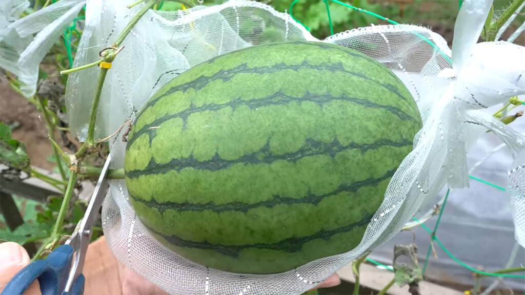 スイカも立派です