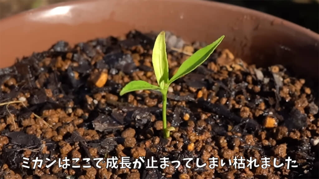 ミカンは大きく育つことなく枯れてしまいました