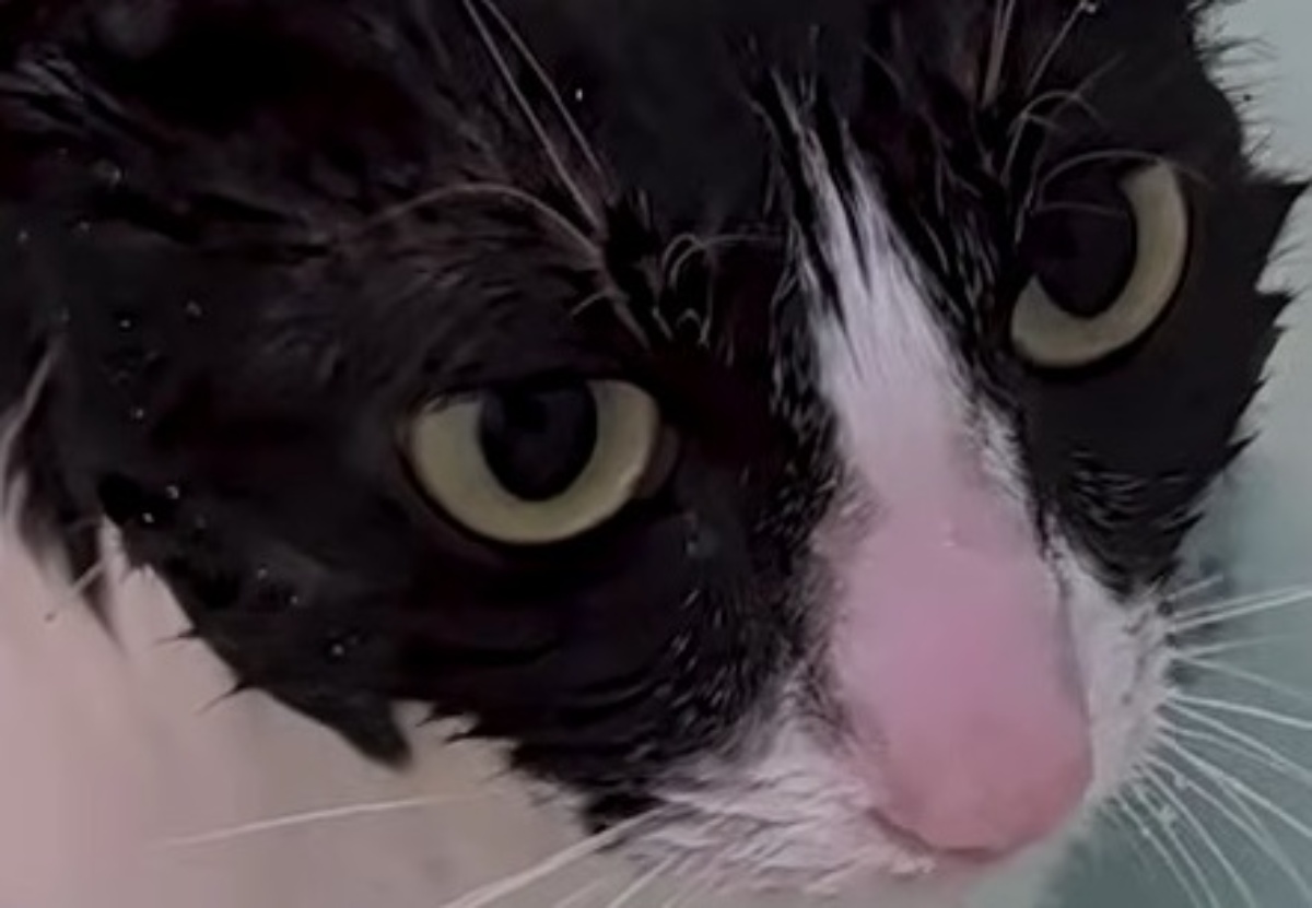 飼い主「こいつはきっと猫じゃない」　湯船にドカッと座る猫の姿に大反響「世界一魅力的なおっさん」「相当な風呂好きだわ」（1/3） | 猫 ねとらぼ