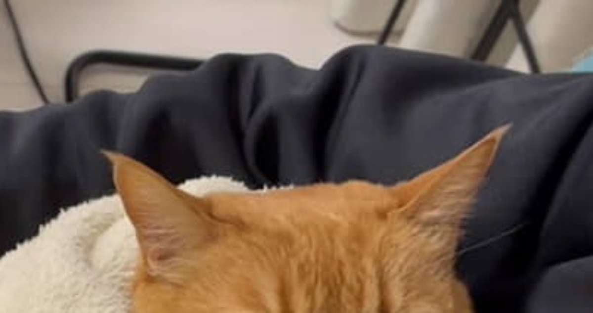 夫を略奪する“あざとい女子”の猫が“本妻だけに見せる表情”に爆笑　「ママさんを見る目よ！笑」「“泥棒猫”ですね」（1/3） | 猫 ねとらぼ