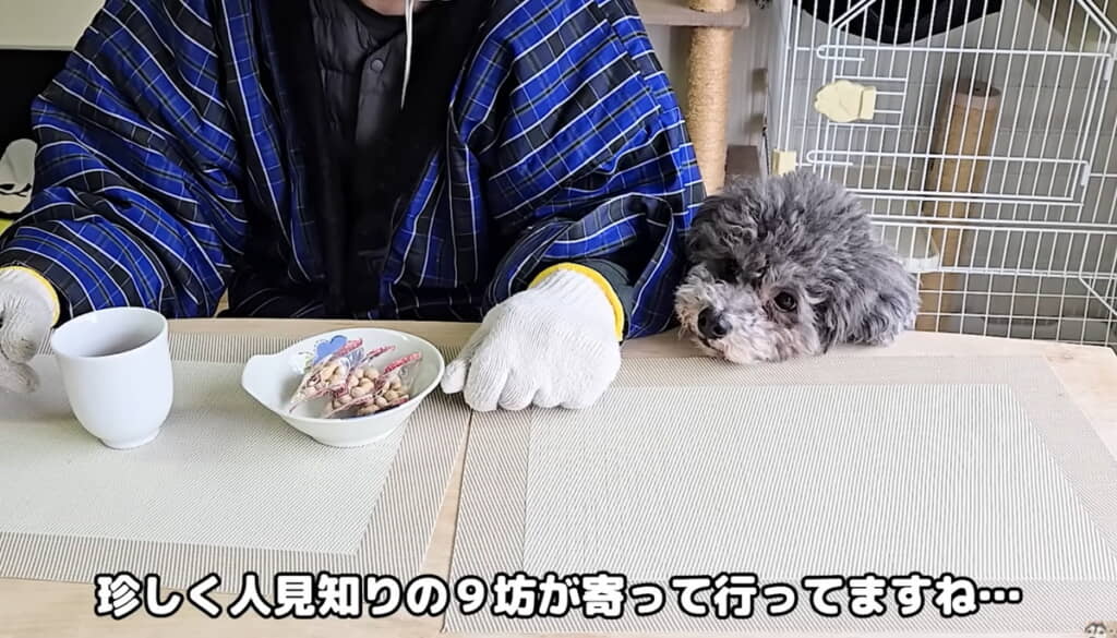 人見知りなきゅうちゃんが懐いています