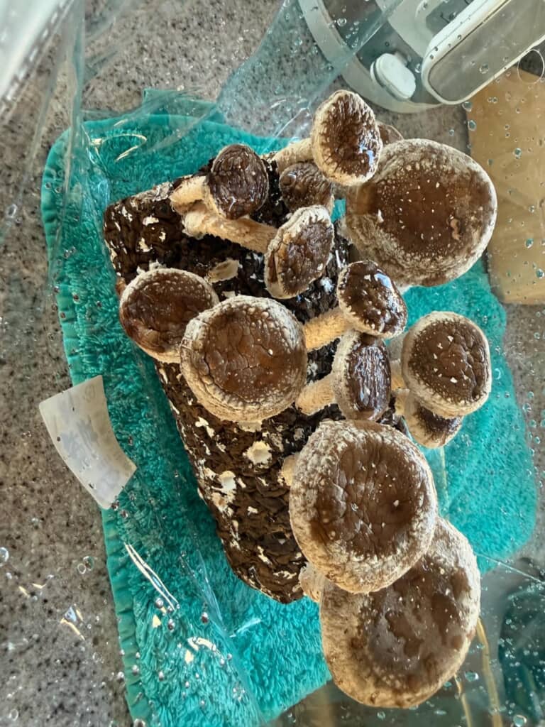 もうすでにたくさん生えてますね