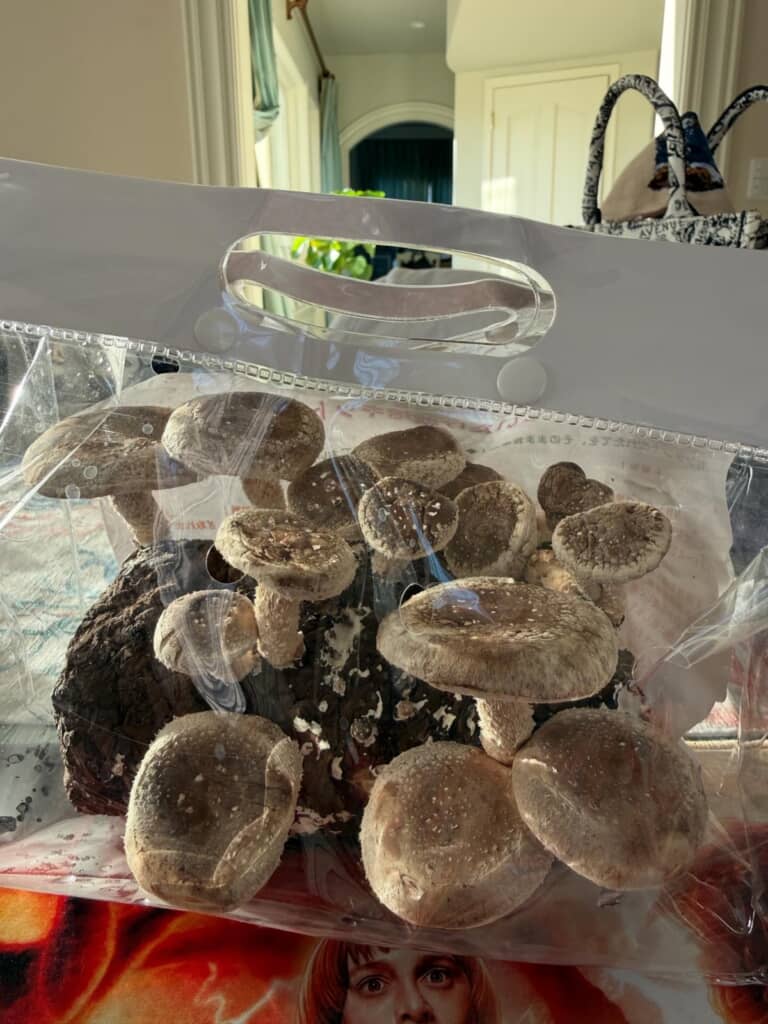 しいたけを買ってくるように頼んだら、しいたけ栽培キットを買ってきた！