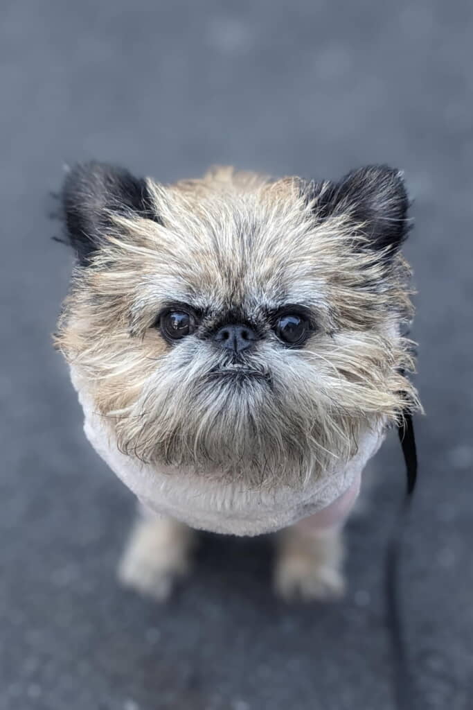 ブリュッセル・グリフォンの「リリィ」ちゃん