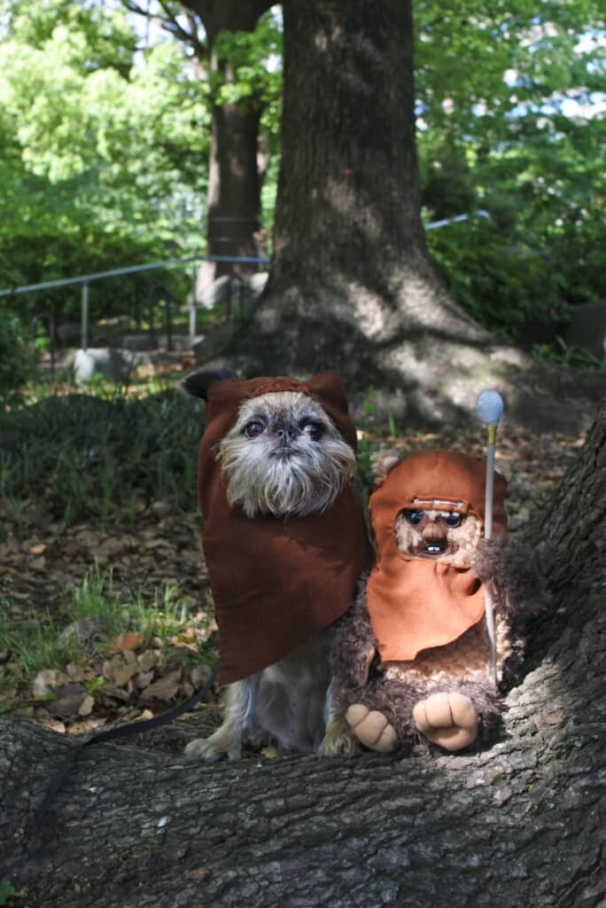 飼い主さんお手製のイウォーク頭巾