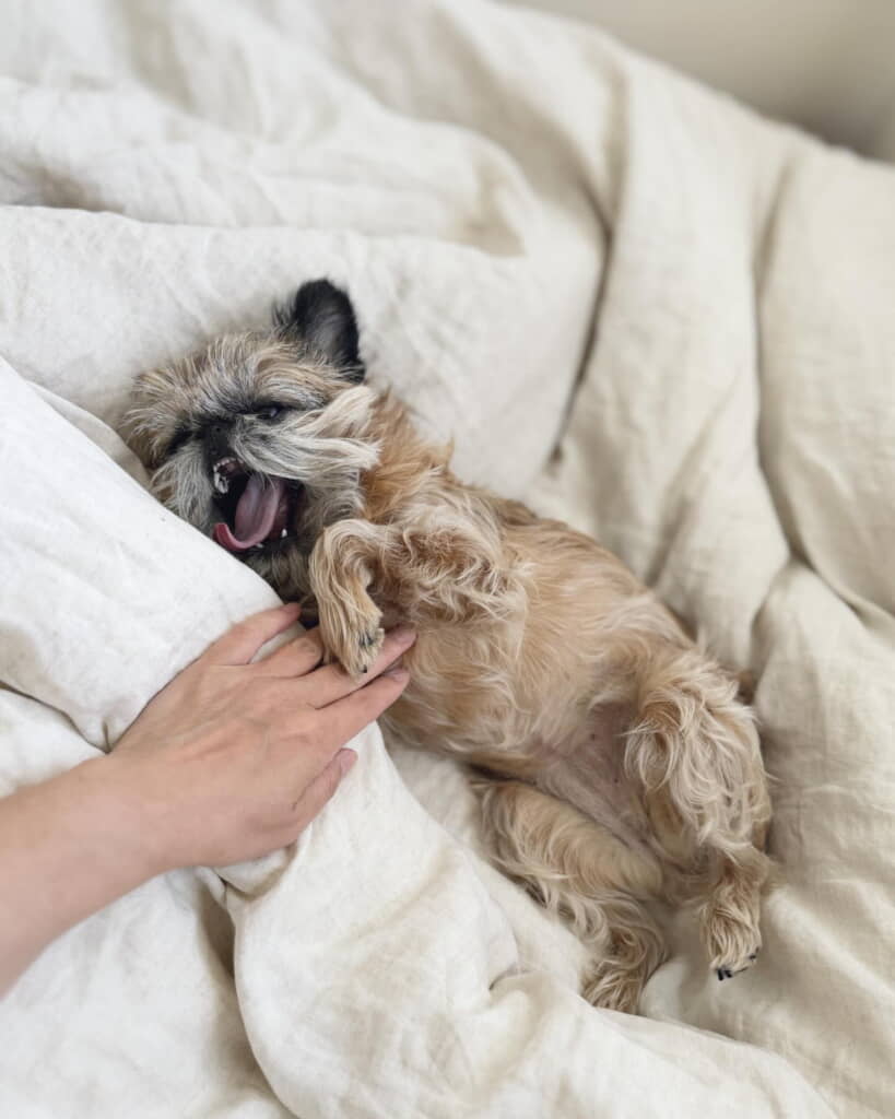 お腹をなでたら気持ち良くてあくびが出ちゃいました
