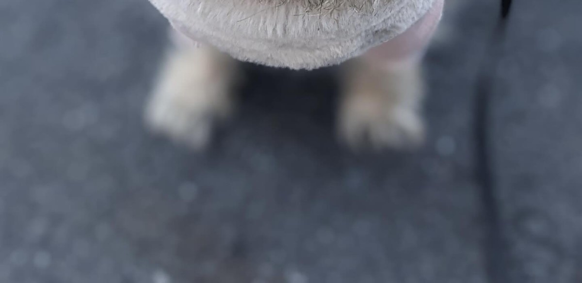 散歩中、口々に「スターウォーズの？」と言われた愛犬→納得の姿に「映画スターになれる」「罪すぎるかわいさ」（1/3） | 犬 ねとらぼ